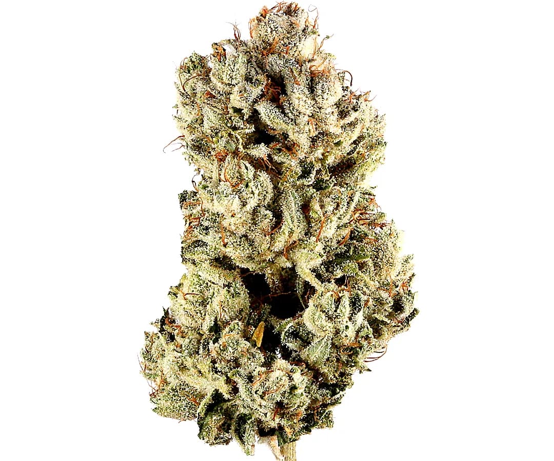 GG4 — 1g