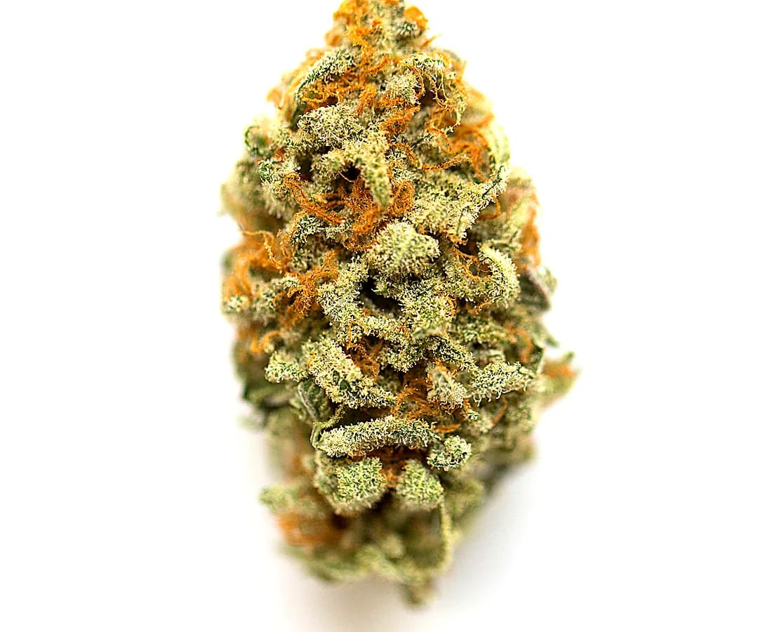 GMO — 1g